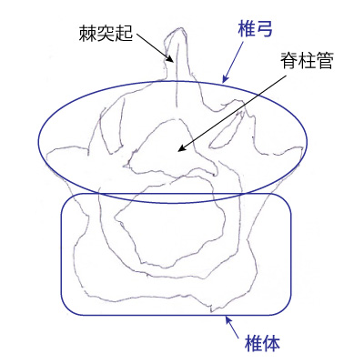 腰椎を上から見た図