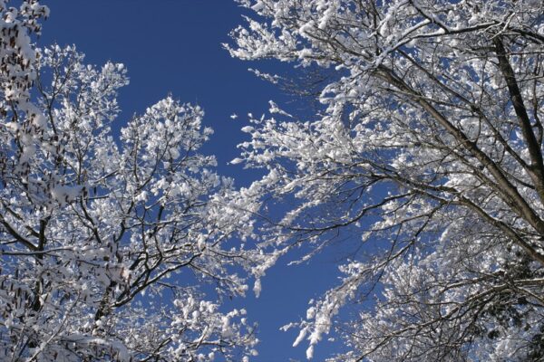 樹枝の雪と青空