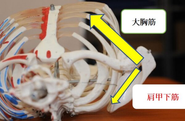 インナーマッスルとアウターマッスルの力の方向の関係